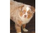 Adopt Toby a Merle Pomeranian / Pomsky / Mixed dog in Bellevile, NJ (41554539)