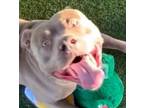 Adopt Charlie a American Staffordshire Terrier / Mixed dog in Lake Forest