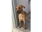 Adopt Stella a Doberman Pinscher / Boxer / Mixed dog in Orillia, ON (41554488)
