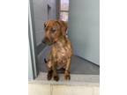 Adopt Bella a Doberman Pinscher / Boxer / Mixed dog in Orillia, ON (41554487)