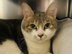 Adopt Fallon a Domestic Shorthair / Mixed cat in Edmonton, AB (41554512)