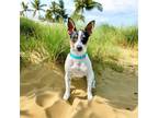 Adopt Spock a Jack Russell Terrier, Mixed Breed