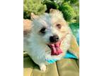 Adopt Wiley a Wirehaired Terrier, Mixed Breed