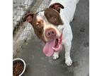 Adopt Bo a American Staffordshire Terrier