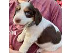 English Springer Spaniel Puppy for sale in Phoenix, AZ, USA