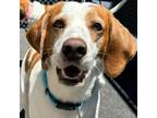 Adopt Ruca a Beagle