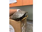 Adopt TORTELLINI* a Turtle