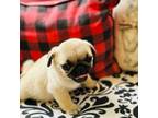Pug Puppy for sale in Greenville, SC, USA
