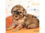 Poodle (Toy) Puppy for sale in Maryville, MO, USA