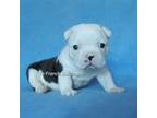Mutt Puppy for sale in Port Richey, FL, USA