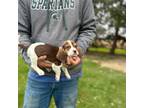 Beagle Puppy for sale in Hudson, MI, USA