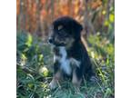 Australian Shepherd Puppy for sale in Mankato, MN, USA