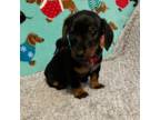 Dachshund Puppy for sale in Hiram, GA, USA