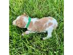 Brittany Puppy for sale in Saint Croix Falls, WI, USA