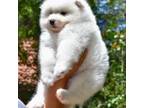 Samoyed Puppy for sale in Palmdale, CA, USA