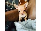 Chihuahua Puppy for sale in Hollywood, FL, USA
