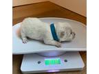 West Highland White Terrier Puppy for sale in Cadillac, MI, USA
