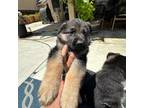 German Shepherd Dog Puppy for sale in Riverside, CA, USA