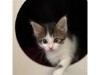 Reba the Mail Lady Domestic Shorthair Kitten Female