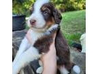 Aussiedoodle Puppy for sale in Ringgold, GA, USA
