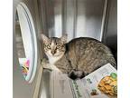 JASON Domestic Shorthair Young Male