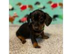 Dachshund Puppy for sale in Hiram, GA, USA