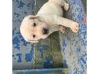 Labrador Retriever Puppy for sale in Secor, IL, USA