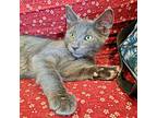 Grover, Domestic Shorthair For Adoption In Jersey City, New Jersey
