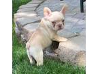 French Bulldog Puppy for sale in Fernley, NV, USA