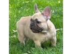 French Bulldog Puppy for sale in Fernley, NV, USA