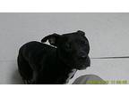 Joni, American Pit Bull Terrier For Adoption In Oakland, California
