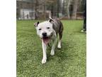 Shellie Bellie, American Staffordshire Terrier For Adoption In Raleigh
