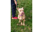 Little Mama, American Staffordshire Terrier For Adoption In Raleigh