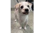 Peter, Terrier (unknown Type, Medium) For Adoption In Pomona, California