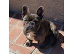 French Bulldog Puppy for sale in Compton, CA, USA