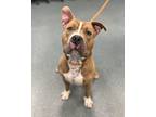 Breakfast Pizza, American Pit Bull Terrier For Adoption In Richmond, Virginia
