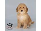 Miniature Labradoodle Puppy for sale in Travelers Rest, SC, USA