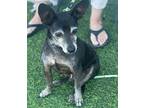 Buddy, Terrier (unknown Type, Small) For Adoption In Creston, California