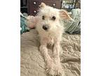 Betty White, Terrier (unknown Type, Medium) For Adoption In Corona, California