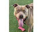 Charlie, American Staffordshire Terrier For Adoption In Lake Forest, California