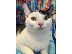 Dimple, Domestic Shorthair For Adoption In Mount Laurel, New Jersey