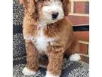 Mutt Puppy for sale in Bealeton, VA, USA