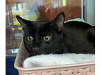 Minnie, Domestic Shorthair For Adoption In Golden, Colorado
