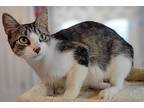 Delilah, Domestic Shorthair For Adoption In Atlantic City, New Jersey