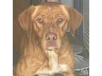 Chad, Labrador Retriever For Adoption In Washington, District Of Columbia