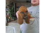 Basset Hound Puppy for sale in Chesterfield, VA, USA