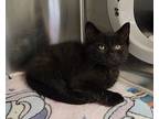 Quince, Domestic Shorthair For Adoption In Dickson, Tennessee