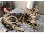 Cash, Domestic Shorthair For Adoption In Dickson, Tennessee