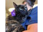 Cybele, Domestic Shorthair For Adoption In Wantagh, New York