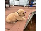 Golden Retriever Puppy for sale in Lawndale, NC, USA